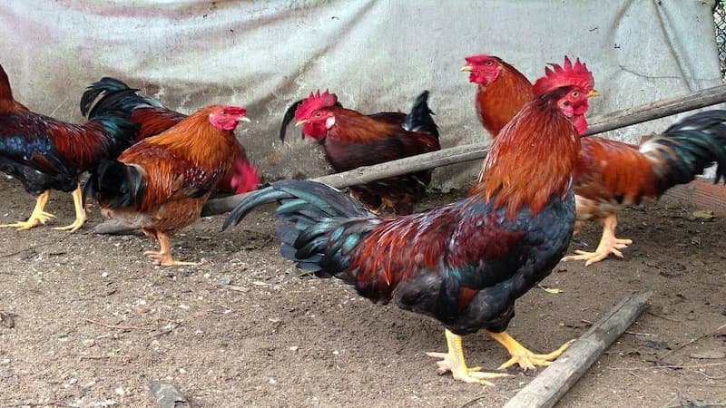 Những điểm nhận diện gà Bình Định là gì?
